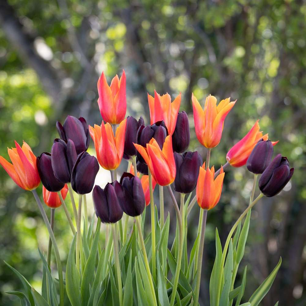 'Drama Queen' tulpanblandning